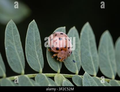 Coccinella È uno shooting macrofotografico. Foto Stock