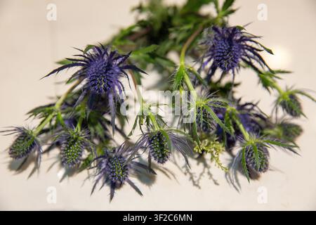 Un primo piano dettagliato di steli di Eryngium (Eryngium) appena tagliati con capolini spinosi di un blu-viola metallico e brattee verdi e spinose. Foto Stock