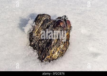 Campione grezzo di granato almandino incorporato in scisto mica scuro, messo in risalto in modo sorprendente dalla neve bianca pura dell’inverno. Deposito di Kitelskoe, Kitelya, Carelia, Russia Foto Stock