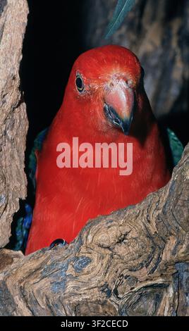Pappagallo reale australiano (Alisterus scapularis) in una cavità di un albero che guarda verso la fotocamera. Nuovo Galles del Sud, Australia. Foto Stock