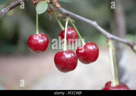 Ciliegie appese all'albero, giardinaggio. Foto Stock