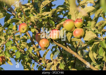 Giovani mele verdi che si sviluppano sui rami degli alberi prima della raccolta. Frutteto estivo, coltivazione della frutta, orticoltura e produzione agricola. Foto Stock