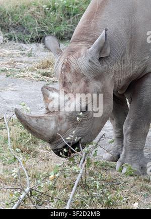 rinocero nero orientale, rinocero nero dell'Africa orientale, rinocero dal muso appuntito, Rhinocéros Noir de l'Est, Diceros bicornis michaeli, keskenyszajú orrszarvú Foto Stock