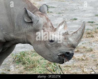 rinocero nero orientale, rinocero nero dell'Africa orientale, rinocero dal muso appuntito, Rhinocéros Noir de l'Est, Diceros bicornis michaeli, keskenyszajú orrszarvú Foto Stock