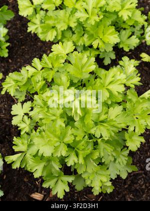Prima vista di foglie chartreuse vibranti che formano una trama ornamentale densa nel giardino Foto Stock
