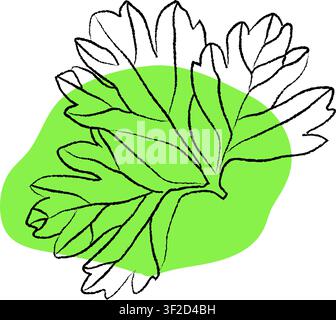 Illustrazione vettoriale di foglie di prezzemolo, Raccolta di icone disegnate a mano, Disegno a contorno di foglie di prezzemolo, Disegno a contorno di foglie di prezzemolo, vettore Illustrazione Vettoriale