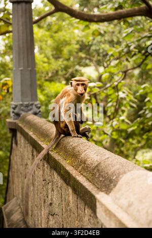Scimmia macaco Toque curiosa in posa su un vecchio muro di pietra nella natura Foto Stock
