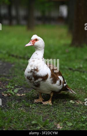 Ritratto di una papera di Moscovia marrone e bianca in piedi sull'erba in un parco con uno sfondo verde sfocato morbido. Ritratto naturale di animale all'aperto con spazio per il testo Foto Stock