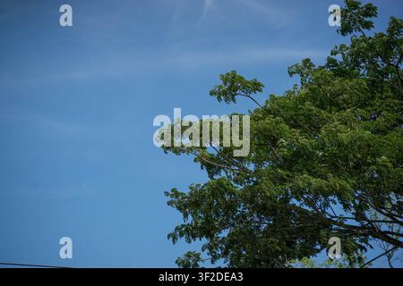 Alta palma selvatica con un gruppo di foglie secche e fronde verdi nella foresta tropicale Foto Stock