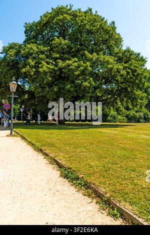 Eutin, Schleswig-Holstein, Germania: Grande albero storico in un parco pubblico con visitatori che godono dell'ombra in una giornata estiva soleggiata. Foto Stock