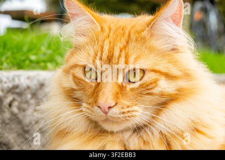 Ritratto ravvicinato di un morbido gatto rosso a pelo lungo con occhi gialli, che riposa all'aperto in un giardino. Luce naturale soffusa e sfondo sfocato mettono in risalto Foto Stock