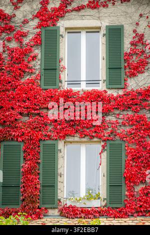 Foto verticale di una facciata di casa in pietra rustica con due finestre, persiane in legno verdi e vivaci rampicanti di edera rossa che coprono il muro in autunno, creando Foto Stock