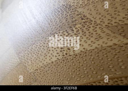 Una vista ravvicinata mostra una superficie di legno con uno schema distintivo di piccole forme ovali scure disposte a file. La venatura del legno sembra essere marrone chiaro Foto Stock