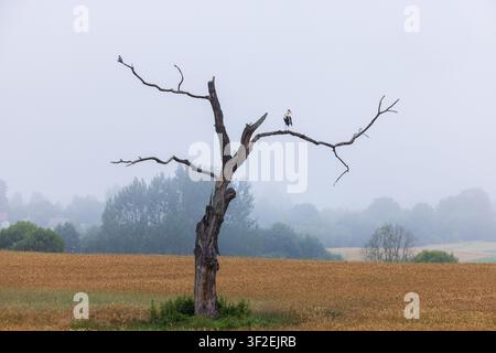 Vista di un albero morto solitario con una cicogna appollaiata su uno dei suoi rami in un campo dorato nebbioso ad Aukstadvaris, Lituania Foto Stock