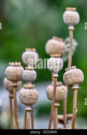 Capsule di papavero essiccate (Papaver Rhoeas) Foto Stock