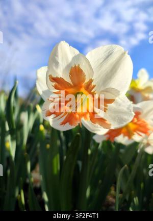 Fiore di narcisi in fiore nelle assolate giornate primaverili con cielo azzurro. Primo piano del fiore di Narciso. Fiore fiorito con petali arancioni bianchi, stami gialli, foglie verdi che crescono a terra. Sfondo naturale Foto Stock