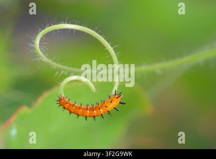 Un giovane Caterpillar della vaniglia del Golfo o farfalla della passione (Dione [Agraulis] vanilla) su una tenda della vite della passione con frutto scarlatto, Galveston, Texas Foto Stock