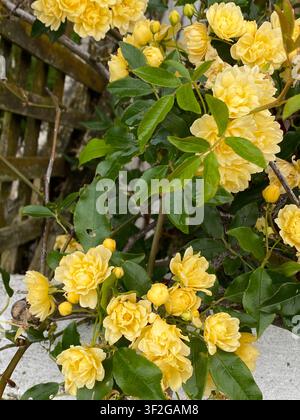 Grappoli di rose rampicanti giallo pallido in piena fioritura con foglie verdi lucide e gocce d'acqua sui petali che cadono a cascata su una grata di legno stagionato Foto Stock