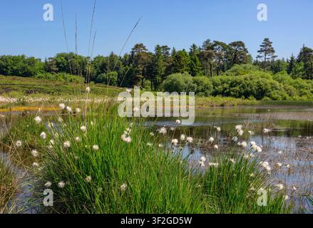 Erba cotone che cresce accanto allo stagno di Priddy nel Somerset, Regno Unito, in una giornata estiva soleggiata con le teste di semi che ondeggiano dolcemente nella brezza Foto Stock