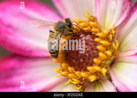 Ape mellifera (Apis mellifera) che cerca nutrimento su un fiore di Dahlia rosa e bianco ‚Magenta Bicolour‘ mentre trasporta polline in un giardino inglese Foto Stock