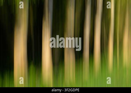 Linea astratta di alberi sfocati con movimento intenzionale della macchina fotografica nella luce primaverile, Somerset Inghilterra UK Foto Stock