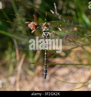 Libellula maschio dalle squame dorate (Cordulegaster boltonii) che riposa su una giuncaglia, Yorkshire, Inghilterra. Foto Stock