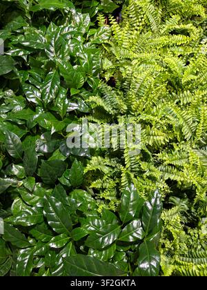 Felce verde densa e piante a foglia lucida che creano uno sfondo di fogliame tropicale lussureggiante Foto Stock