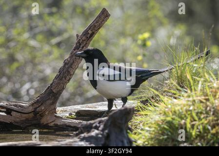 Pica pica, pica pica, uccelli, famiglia dei corvidi, passeri, corvidi, uccelli cantori, uccelli cantori, uccelli Foto Stock
