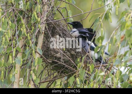 Pica pica, uccelli, nidiata, nido, passeri, corvidi, uccelli cantori, uccelli Foto Stock