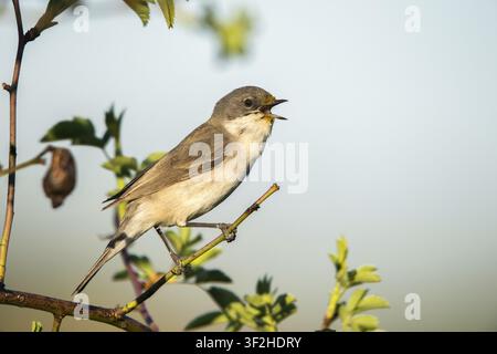 Cinciarella, Faveroletta minore, Sylvia Curruca, Uccelli, Richiamo, Canto, Passeri, Richiamo, Canto, Uccelli cantori, Uccelli, Cinciarella Foto Stock