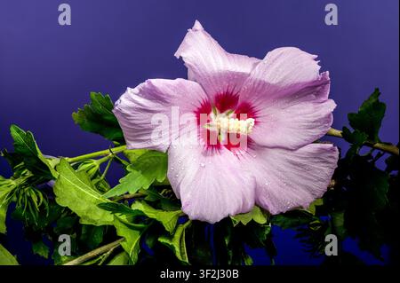 Scatto macro di un fiore di ibisco siriano rosa in fiore con gocce d'acqua sui petali su uno sfondo viola vibrante Foto Stock
