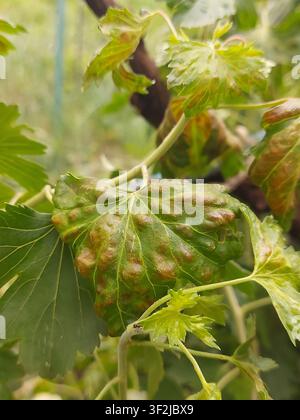 Macro primo piano di una foglia di ribes verde colpita da afidi galligeni, che mostra galle rosse simili a vesciche e la texture naturale della foglia. Malattia delle piante, infestazione da parassiti del giardino, orticoltura, giardinaggio biologico, messa a fuoco selettiva. Foto Stock