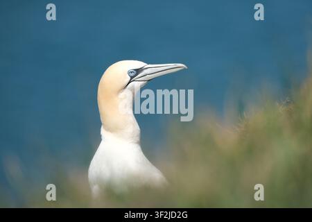 Schiavone settentrionale (Morus bassanus) ritratto ravvicinato di un bellissimo uccello marino con testa gialla e occhi blu su sfondo di acqua blu Foto Stock