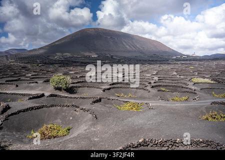 L'ecosistema unico dei vigneti di Lanzarote presenta viti che crescono in zocos su cenere vulcanica Foto Stock