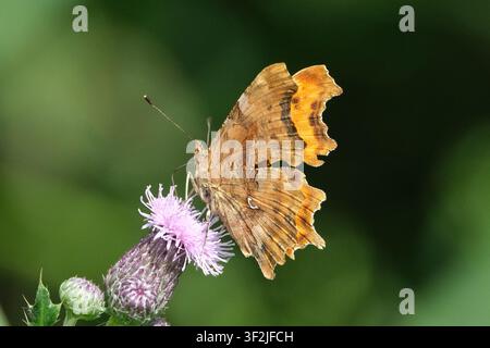 Farfalla c-album (Polygonia c-album) con ali sfilacciate seduta su un fiore di cardo viola, primo piano macro vista laterale, sfondo verde naturale Foto Stock