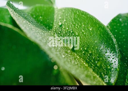Foglia verde fresca ricoperta da numerose piccole gocce d'acqua in primo piano, messa a fuoco selettiva Foto Stock