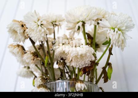 Vista morbida di fiori di crisantemo bianchi appassiti in una vaso di vetro trasparente, con petali cadenti, steli verdi e un sottile decadimento su uno sfondo neutro luminoso Foto Stock