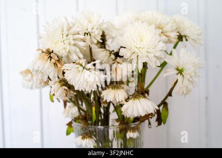 Fiori di crisantemo bianco raccolti in una vaso di vetro trasparente con petali sfumati, steli verdi e foglie leggermente ingiallite, mostrati nella luce soffusa del giorno contro p Foto Stock