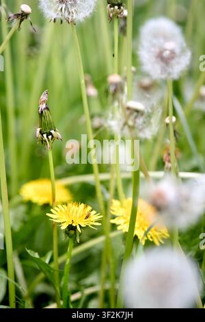 Campo di tarassaco che mostra varie fasi del ciclo vitale con fiori gialli, gemme verdi e teste di semi bianche e soffici su steli alti, creando una bella n Foto Stock