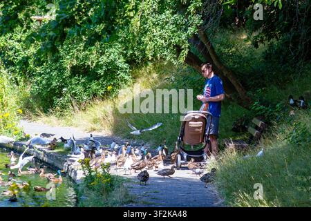 Un uomo con un passeggino si trova su un sentiero junto al lago e nutre un grande stormo di anatre, gabbiani e piccioni accanto al Serpentine Lake nei Giardini Botanici. Foto Stock