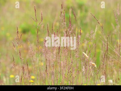 Erba della nebbia dello Yorkshire, Holcus lanatus, in estate. Suffolk, Inghilterra. Foto Stock
