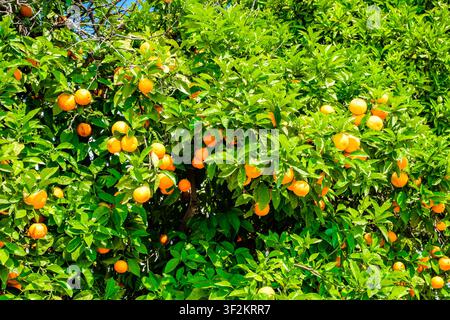 molte arance che maturano sui rami degli alberi Foto Stock