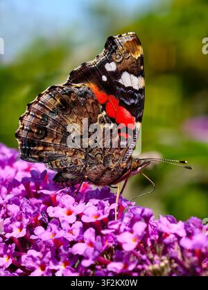 Farfalla Vanessa atalanta su un cespuglio di Buddleia, Wirral, Regno Unito Foto Stock
