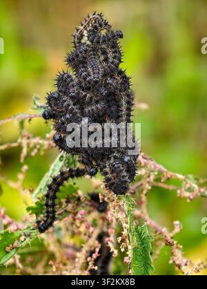 Piccolo guscio di tartaruga Aglais orticae - caterpillars on Stinging Nettle Urticae dioica Foto Stock
