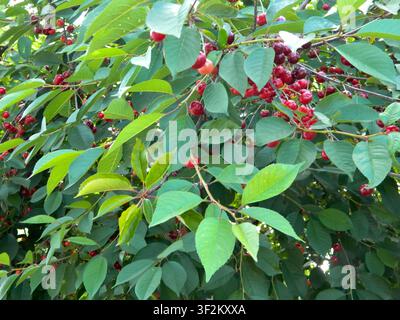 Albero di ciliegio con foglie verdi e ciliegie rosse mature. Frutti estivi abbondanti che crescono nella fitta chioma alla luce naturale brillante. Foto Stock