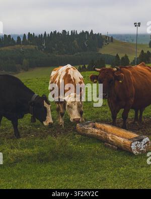 Tre mucche di colori diversi che pascolano da un abbeveratoio di legno rustico su un pascolo montano lussureggiante. Prativa alpina scenografica con colline boscose sullo sfondo sotto Foto Stock