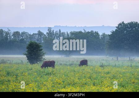 Mucche marroni che pascolano in un prato di ranuncoli all'alba nebbiosa delle Somerset Levels, Somerset, Regno Unito Foto Stock