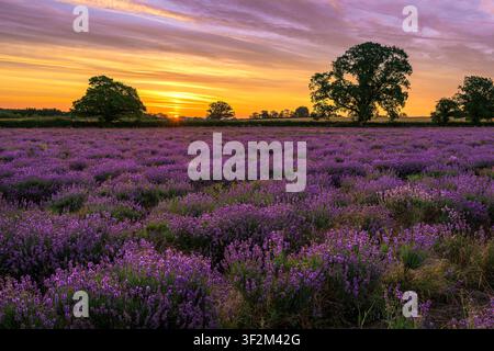 Bellissimo sorgente su un campo di lavanda con nuvole drammatiche e alberi in silhouette nel Somerset, Regno Unito Foto Stock