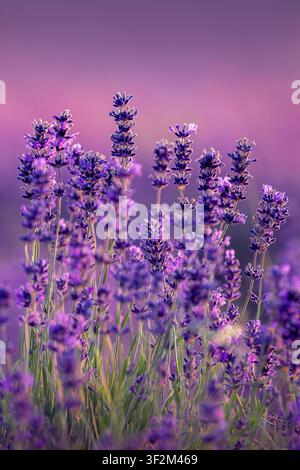 Fiori di lavanda viola nella morbida luce del mattino con poca profondità di campo nel Somerset, Regno Unito Foto Stock