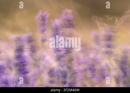 Immagine astratta con movimento intenzionale della fotocamera di fiori di lavanda in un campo del Somerset, Regno Unito Foto Stock